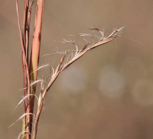 Schizachyrium scoparium #39